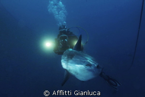 DIVER AND MOLA MOLA by Afflitti Gianluca 